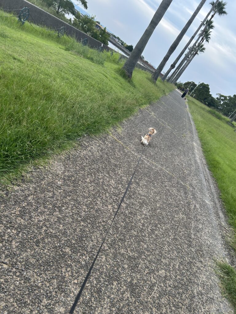 森園公園 犬連れ