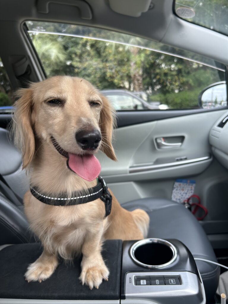 大村 森園公園 犬連れ
