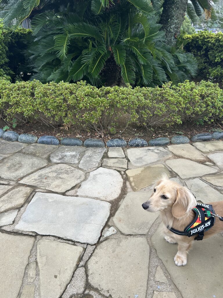 グラバー園 長崎 犬連れ 観光