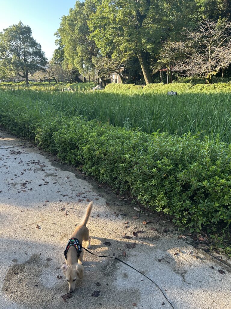 大村公園 犬連れ