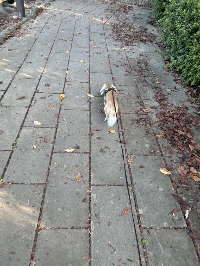 大村公園 犬連れ