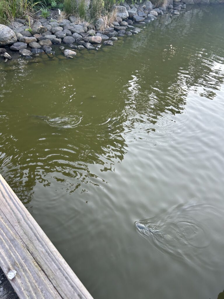 大村公園 犬連れ