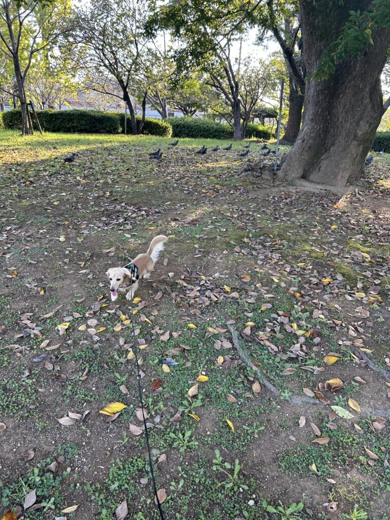 大村公園 犬連れ