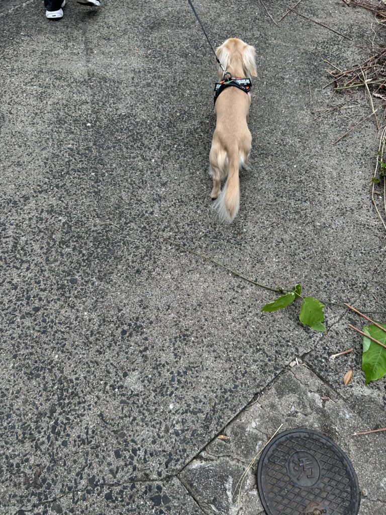 七ツ釜鍾乳洞 犬連れ コスモス