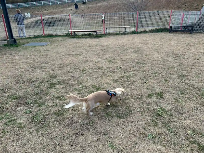 烏帽子ドッグラン