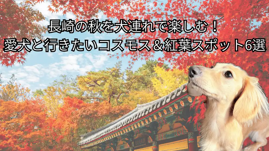 長崎 犬連れ 秋