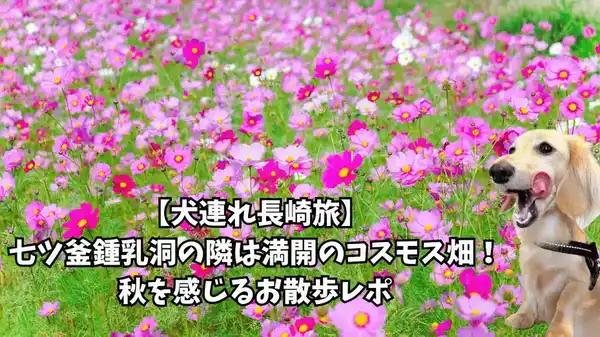 七ツ釜鍾乳洞 コスモス 犬連れ