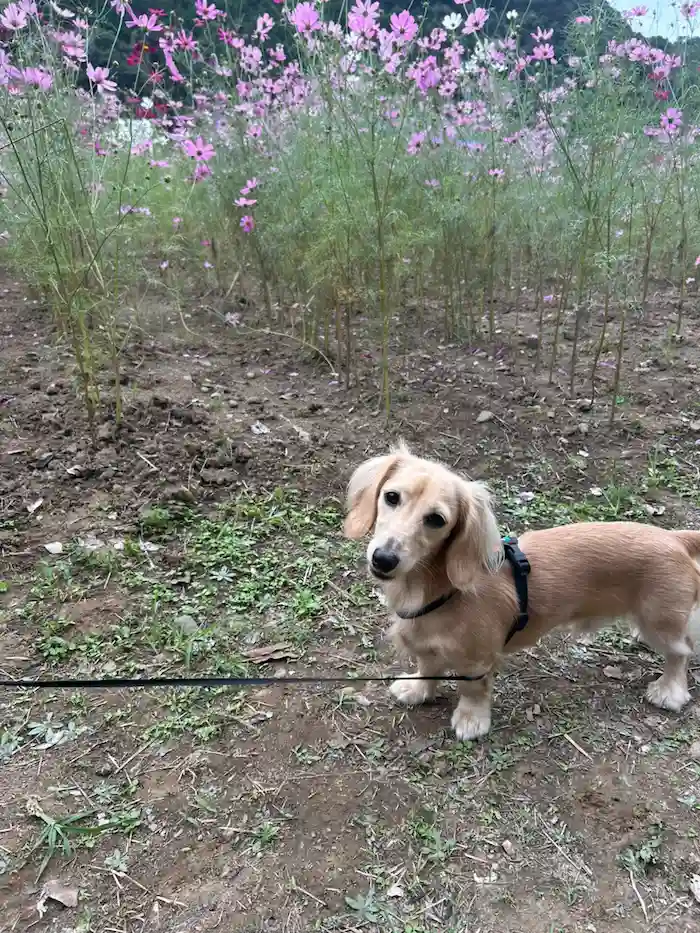 七ツ釜鍾乳洞 コスモス