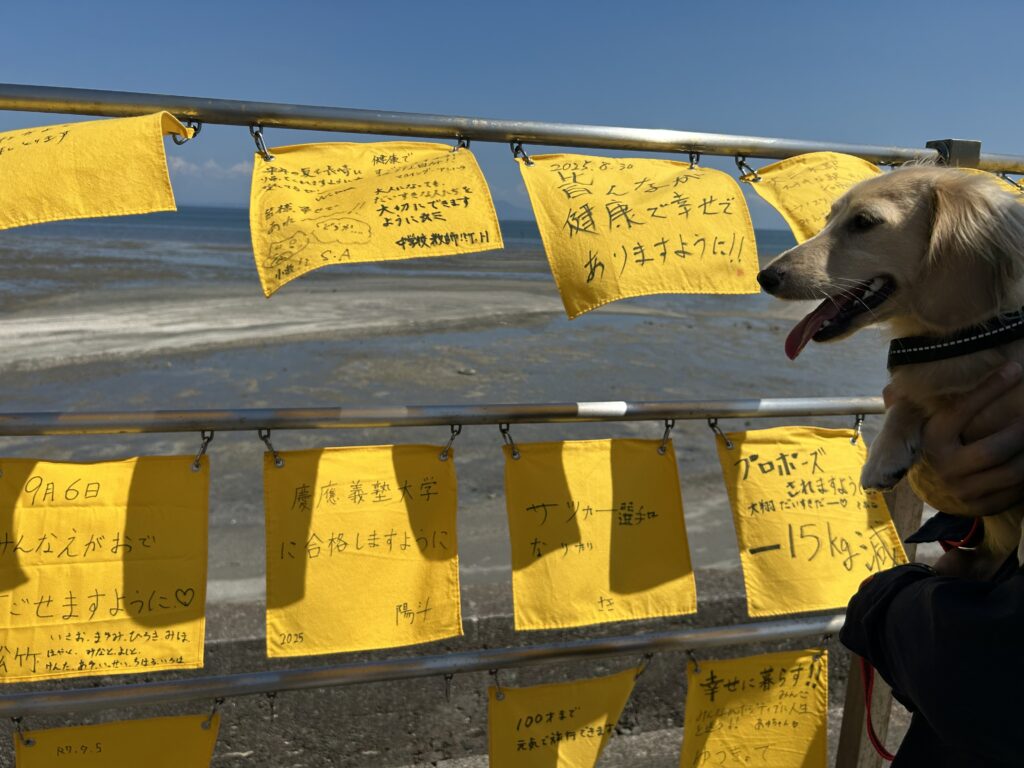 島原 犬連れ 観光