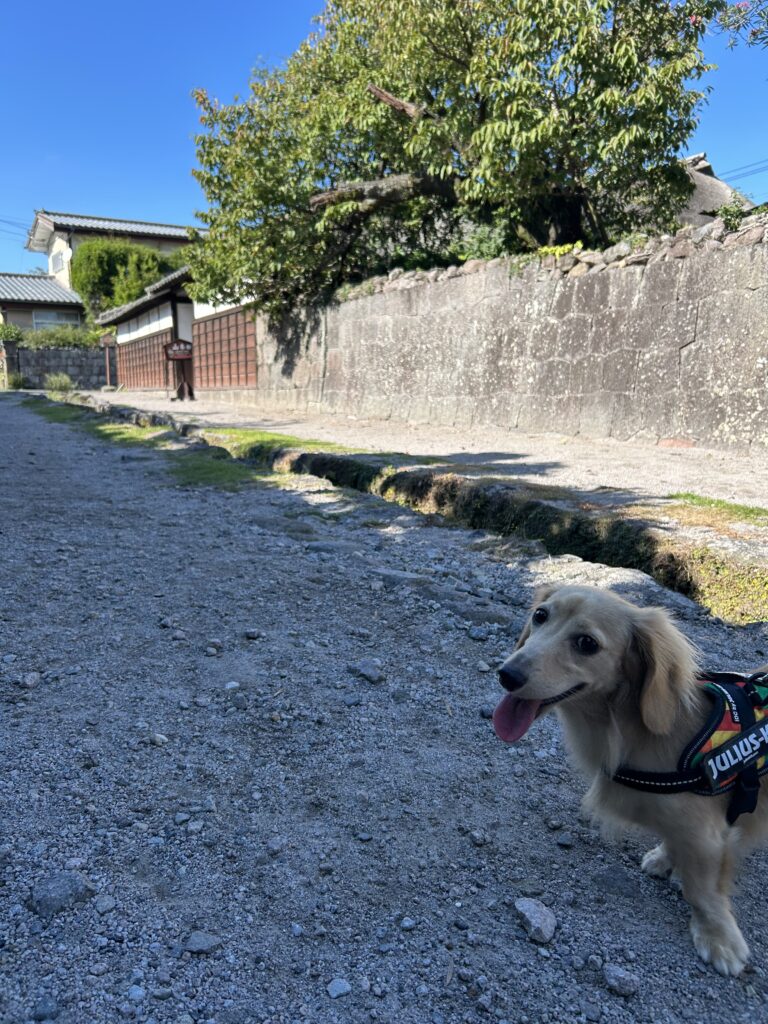 島原 犬連れ 観光
