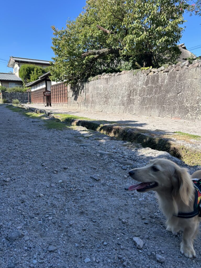 島原 犬連れ 観光