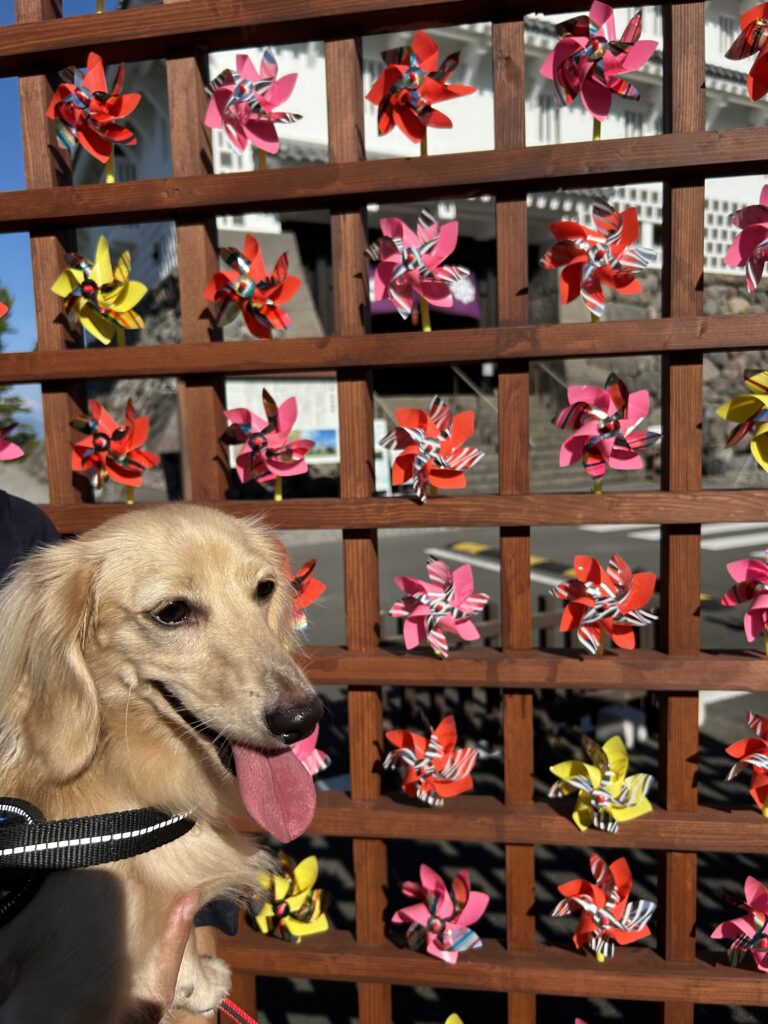 島原 犬連れ 観光