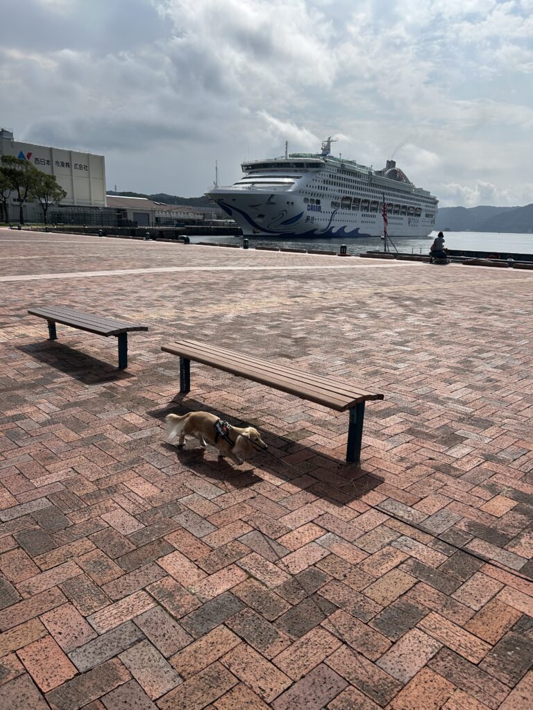 佐世保 五番街 犬