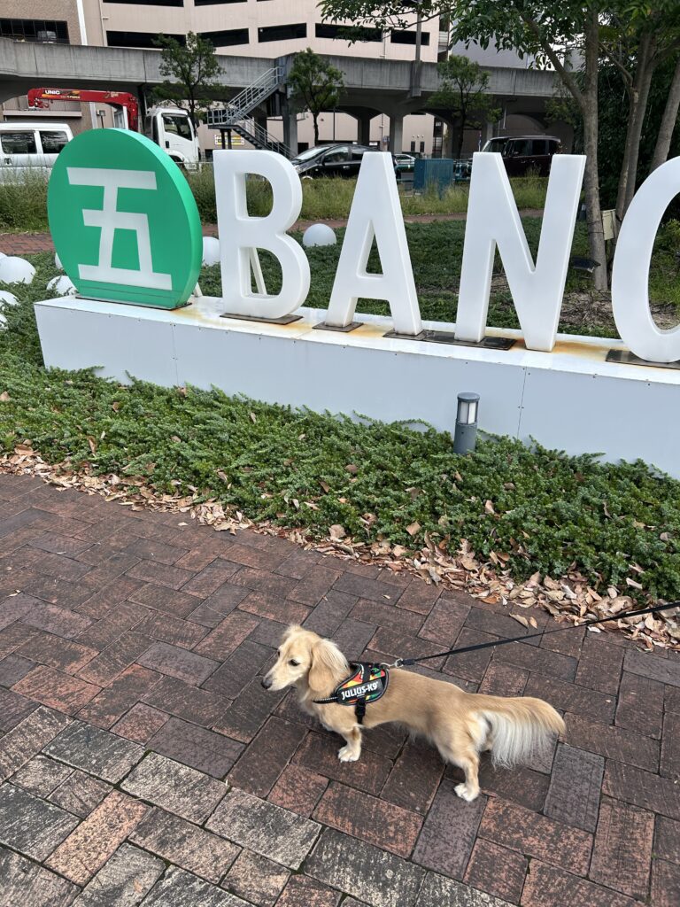 佐世保 五番街 犬