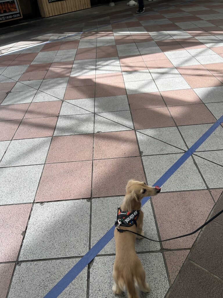 佐世保 五番街 犬