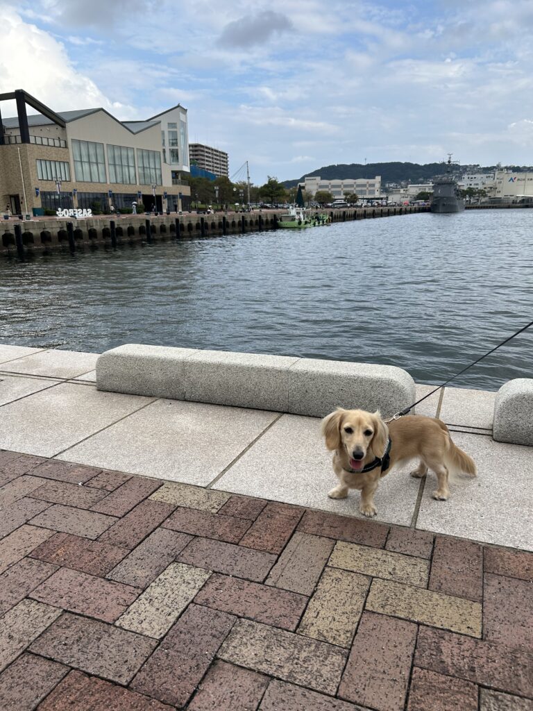 佐世保 五番街 犬