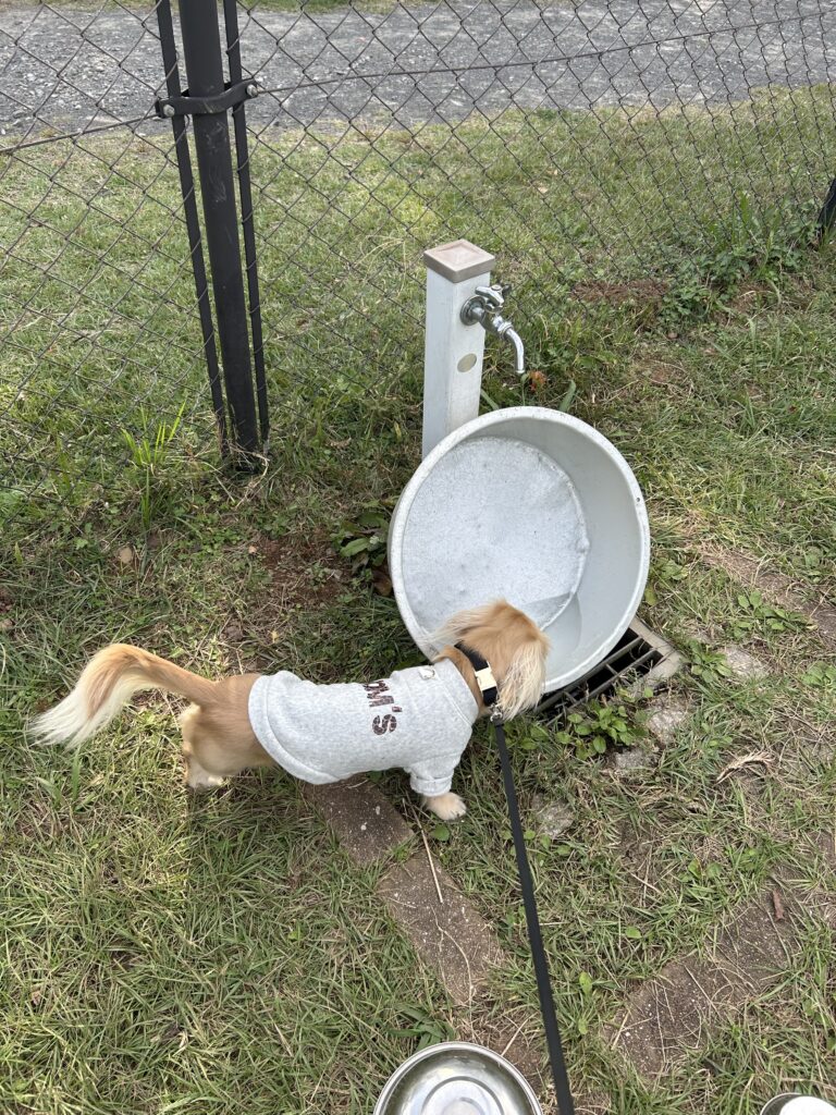長崎 無料 ドッグラン