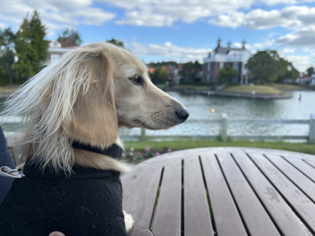 ハウステンボス 犬連れ
