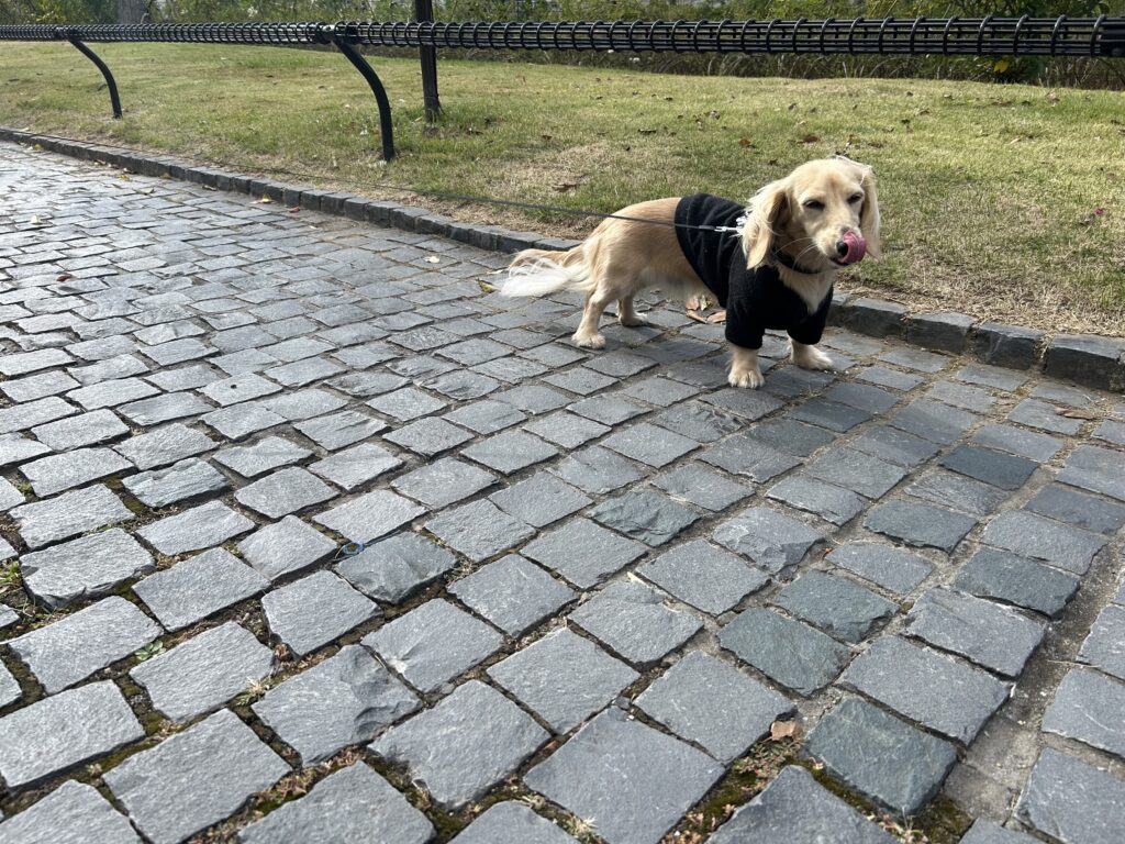 ハウステンボス 犬連れ
