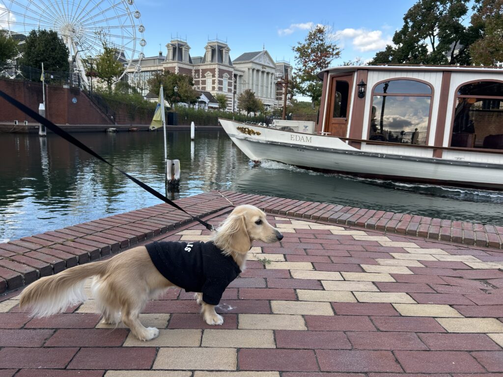 佐世保 五番街 犬