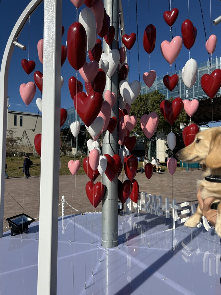 佐世保 五番街 犬