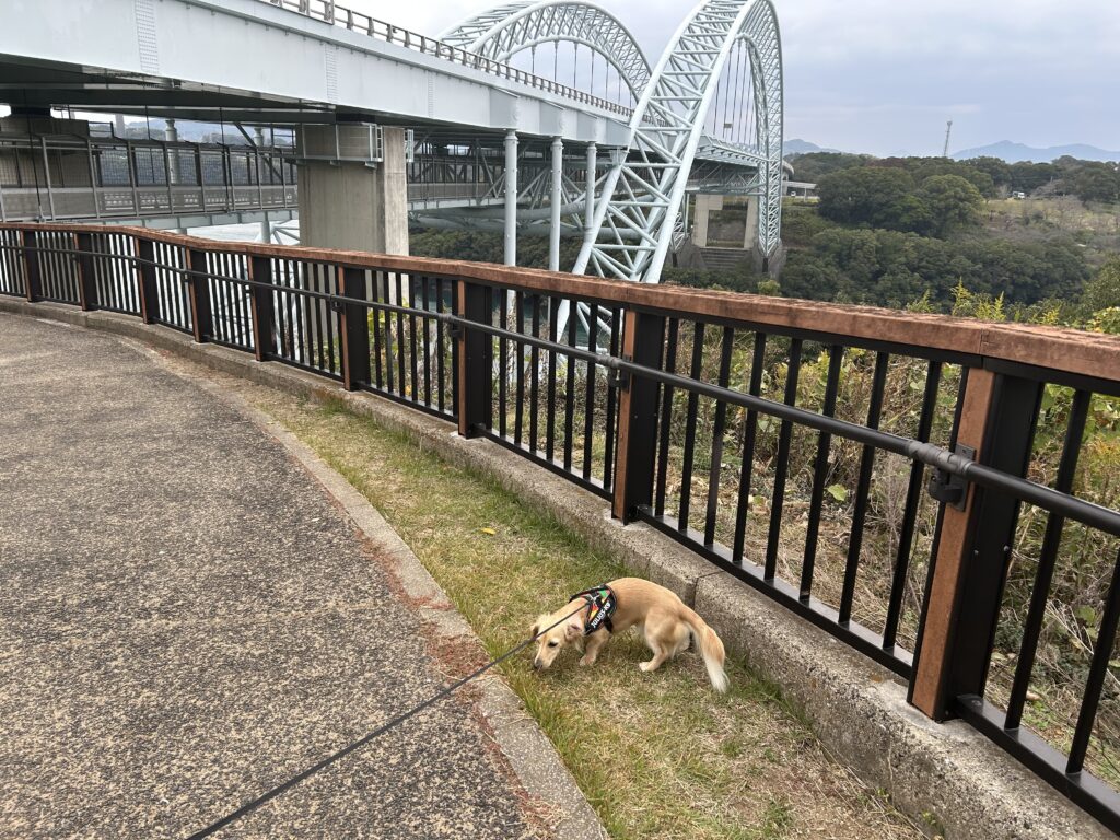 西海橋 犬連れ