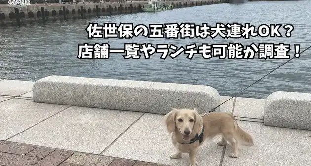 佐世保 五番街 犬