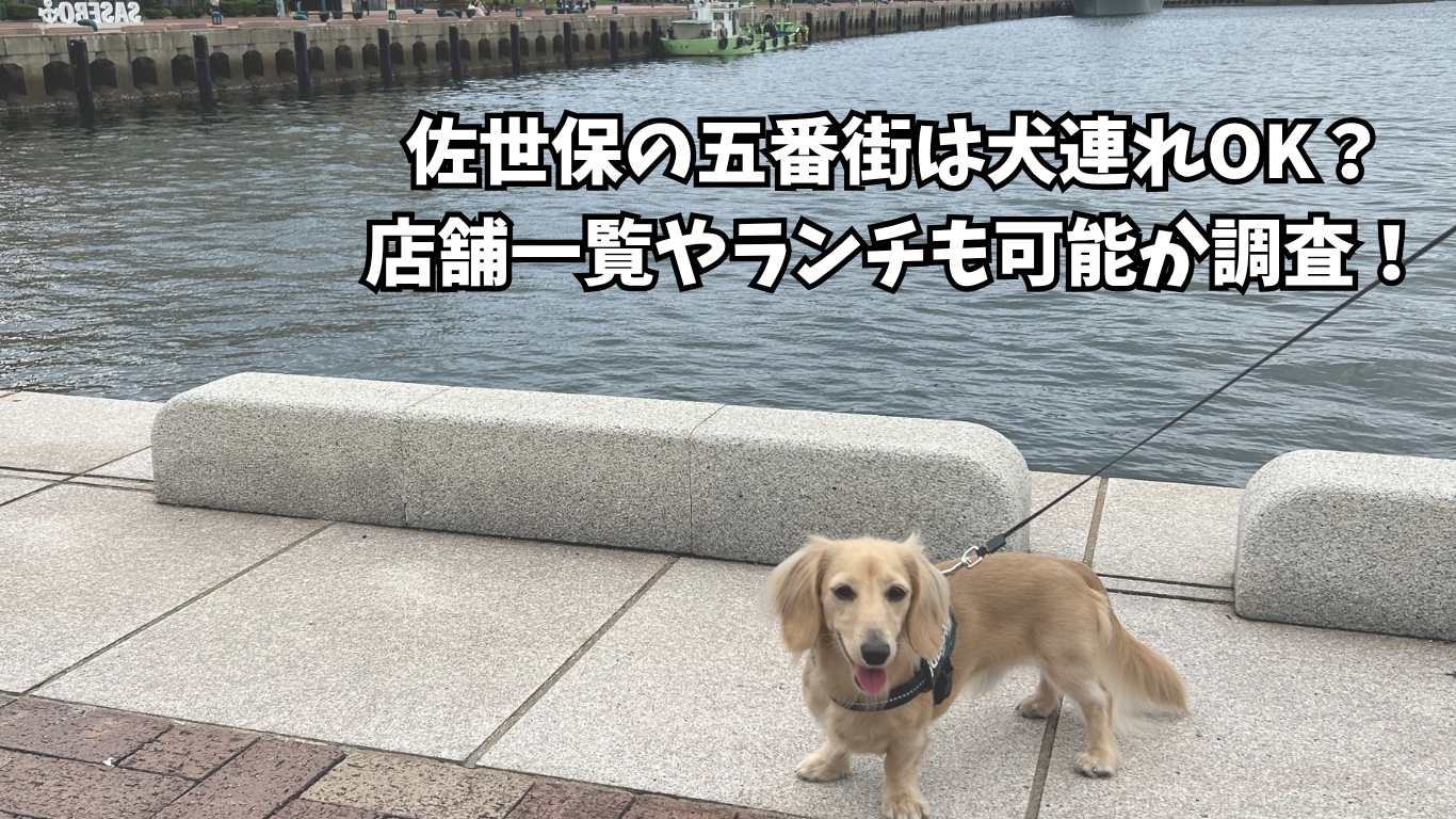 佐世保 五番街 犬