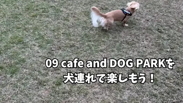 09cafe 犬連れ ドッグラン