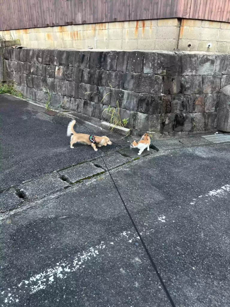 波佐見 犬連れ カフェ