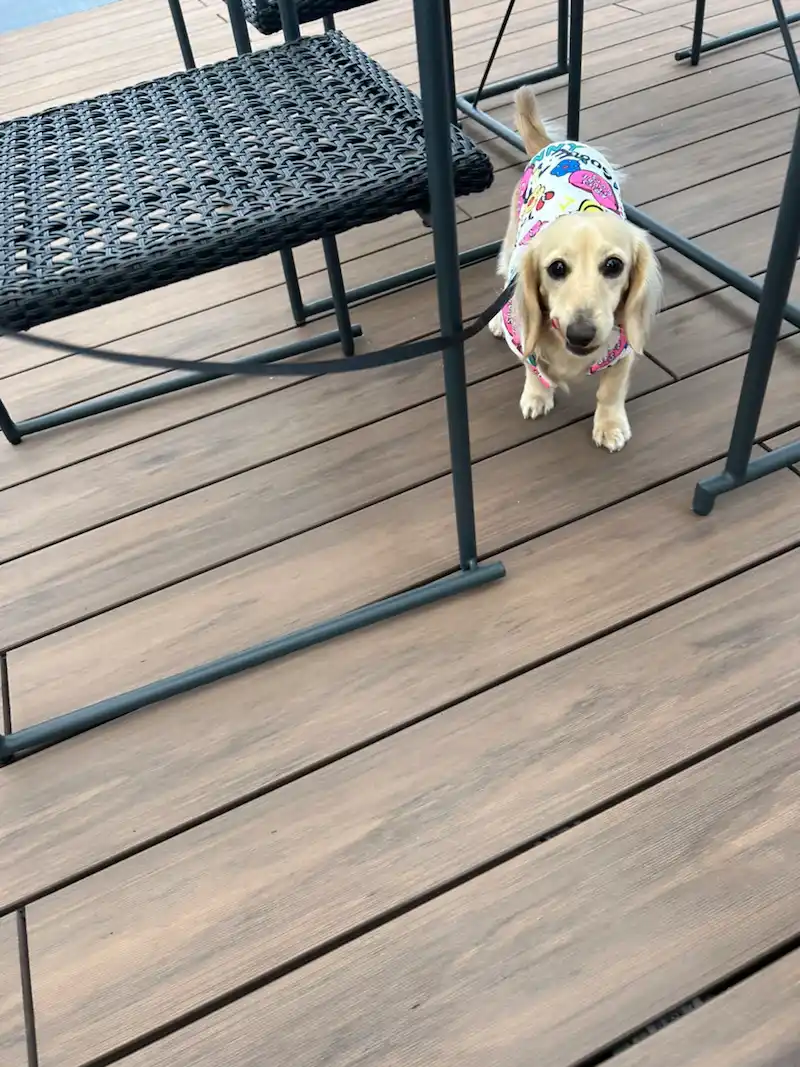 波佐見 犬連れ カフェ