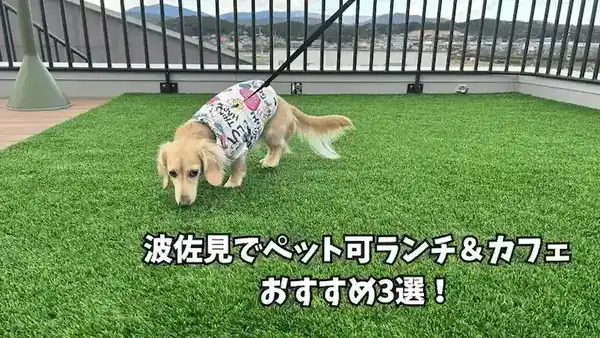 波佐見 犬連れ カフェ